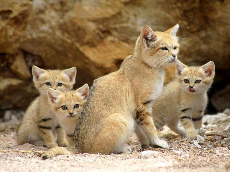 Взрослые песчаные коты выглядят как котята