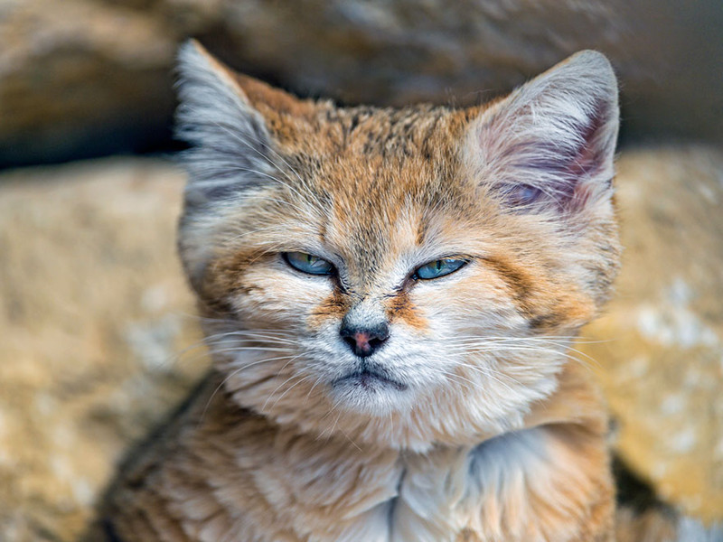 Взрослые песчаные коты выглядят как котята