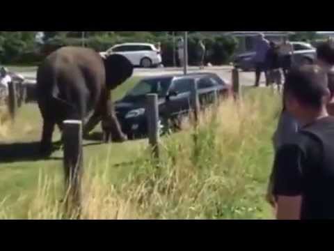 В Дании цирковые слоны напали на людей 