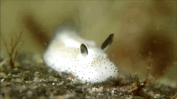 Морские слизняки, похожие на кроликов