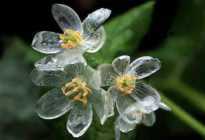 Цветок, который становится прозрачным после дождя Двулистник Грея, цветок