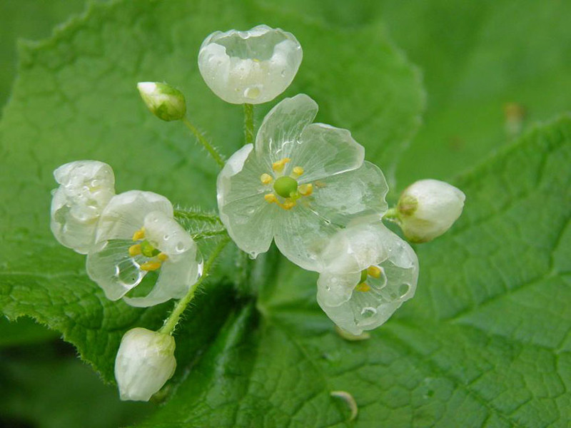 Цветок, который становится прозрачным после дождя
