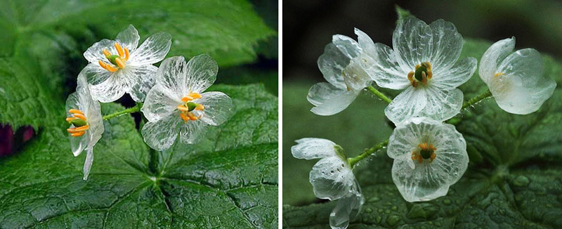 Цветок, который становится прозрачным после дождя Двулистник Грея, цветок