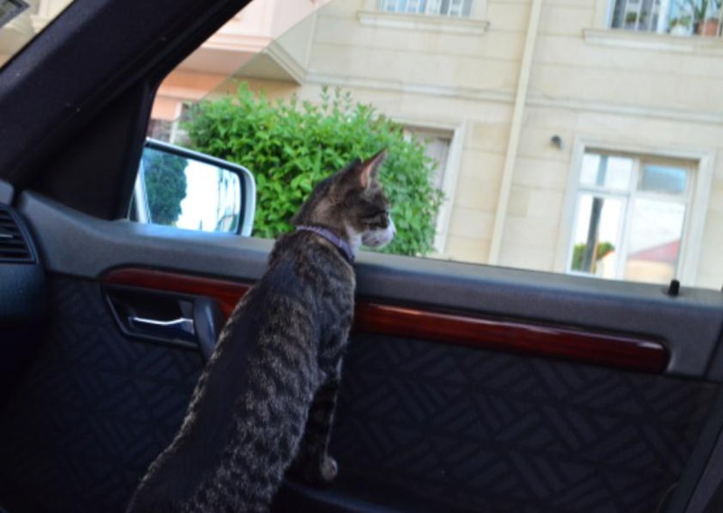 Кошка - путешественница