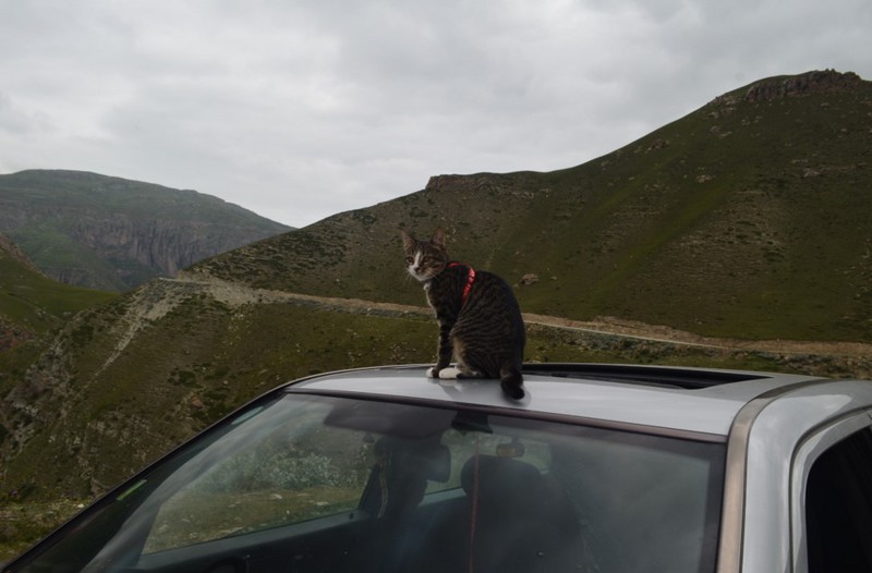 Кошка - путешественница