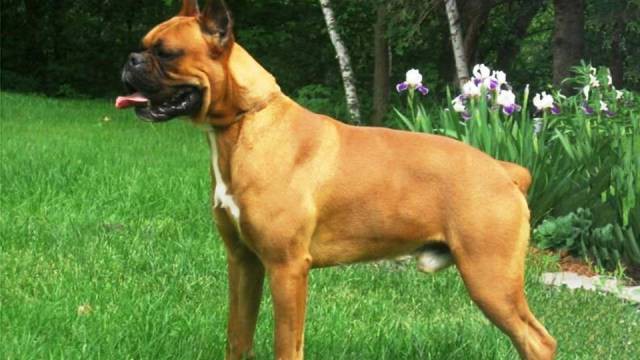 Самые опасные породы собак в мире с названием картинки