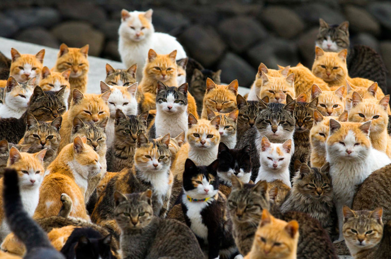  Туристы прозвали остров кошек Аошима, расположенный во внутреннем японском море Сето-Найкай, «кошачьим раем». 