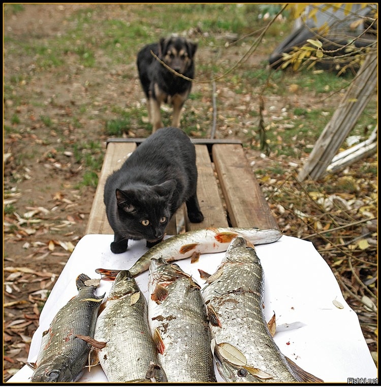 Жалко что я не вижу. Кот и пес на рыбалке. Кот на рыбалке. Рыба Барсик. Кот и много рыбы.