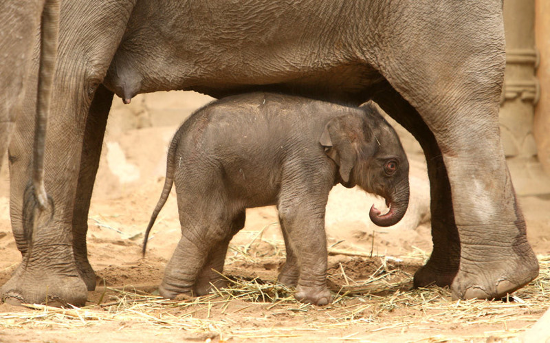В домике. Слоненок спрятался под мамой в зоопарке в Гамбурге.