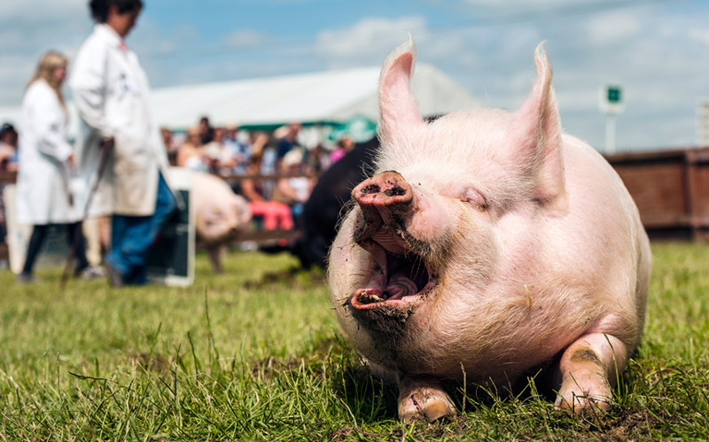 Обхохотаться. Соревнования в Йоркшире, Англия под названием «Человек и его свинья».