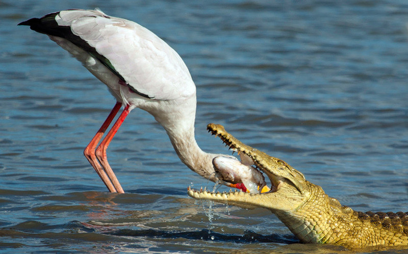  Дантист. Аист во время рыбалки крокодил на озере в Танзании. 