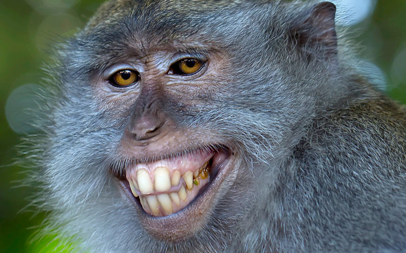 Цыган. Длиннохвостая макака улыбается на камеру в Индонезии.
