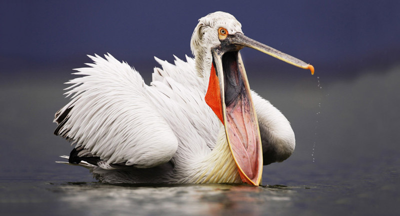  Челюсть отвисла. Кудрявый пеликан охотится за рыбой на озере Керкини в Греции.