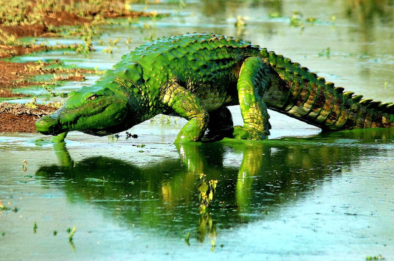 Зеленый динозавр. Крокодил, покрытый водорослями, в Национальном парке Крюгера, Южная Африка.