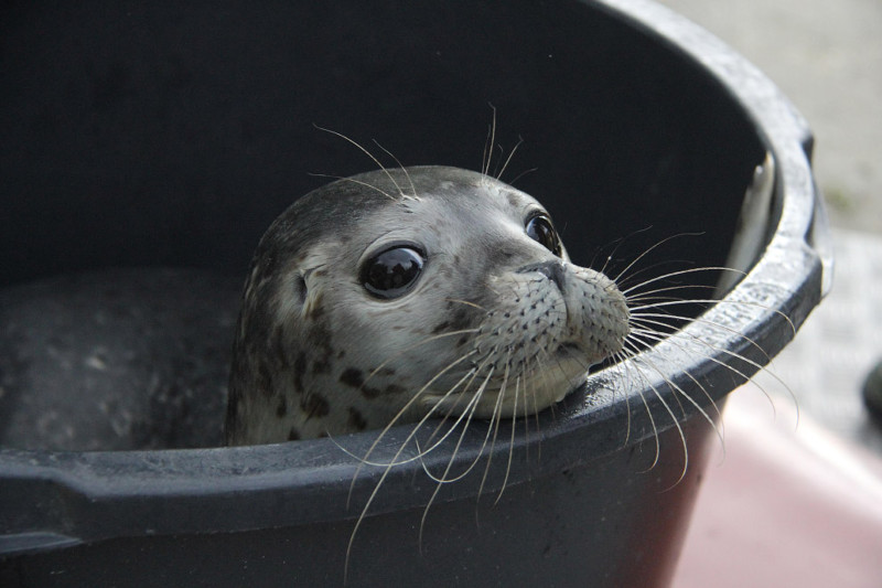  Роскошные усы. Молодой тюлень, Германия, 10 июля 2015.