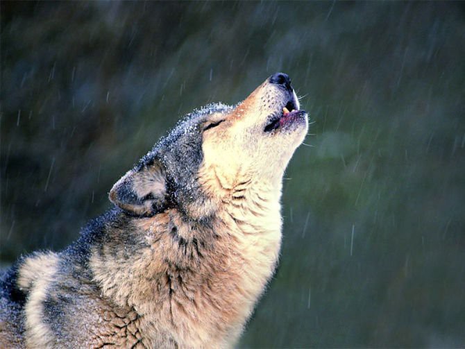 10 фактов о волках