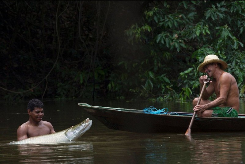 Гигантская арапайма — королева Амазонки