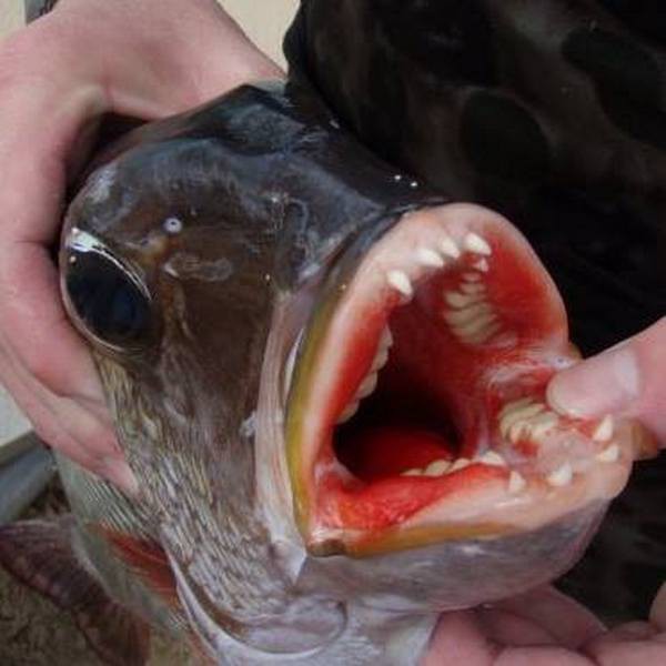 7. Рыба Му, чьи зубы похожи на человеческие 