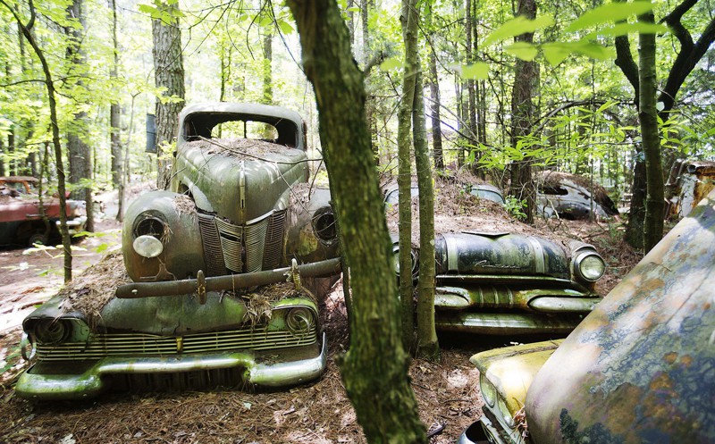 Самое большое кладбище автомобилей в мире медленно превращается в лес