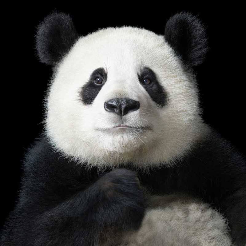 Большая панда по имени Я Юн, что в переводе на русский означает «элегантная», в центре исследования больших панд в Чэнду. Центр успешно размножил 120 больших панд из шести особей, спасённых в 1987 году.