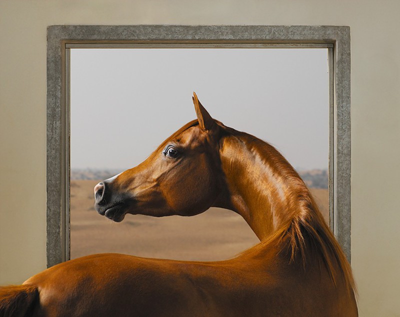 Арабские лошади – супермодели в мире лошадей. Этот сложный постановочный снимок является отсылкой к знаменитой картине Джорджа Стаббса «Уистлиджейкет», и даже выполнен в похожих тонах. Съёмки проходили в городе Аджман в ОАЭ.