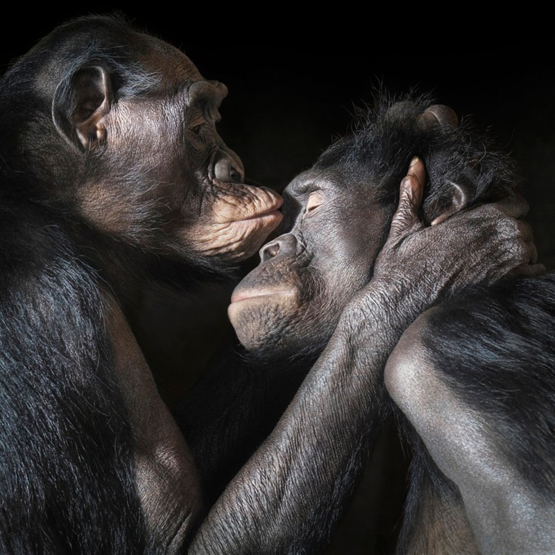 Пара бонобо. Этот вид шимпанзе обитает во впадине Конго и в Центральной Африке.
