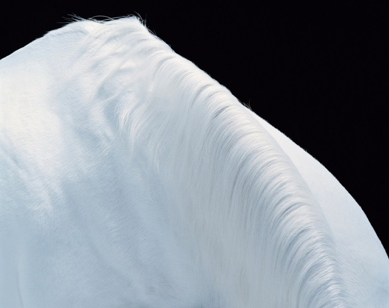 Эта фотография арабской лошади остаётся одним из фаворитов самого автора.