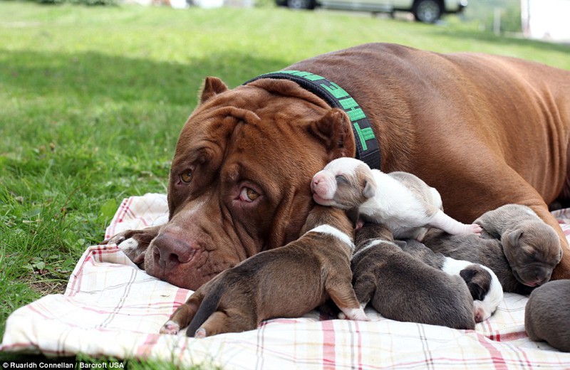 Самый большой питбуль в мире обзавелся восемью щенками