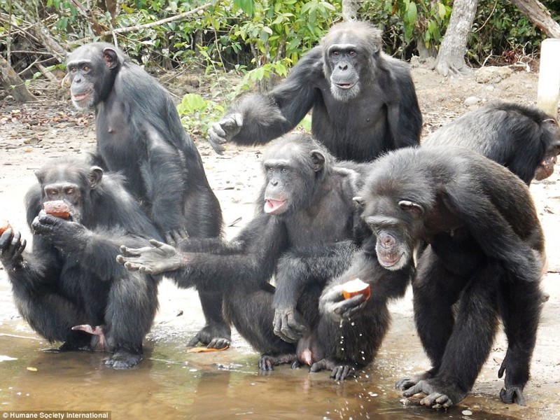 Как спасают от голода шимпанзе, брошенных после проведения над ними медицинских экспериментов