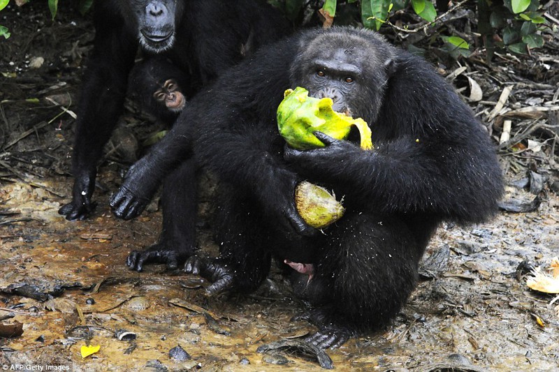 Как спасают от голода шимпанзе, брошенных после проведения над ними медицинских экспериментов