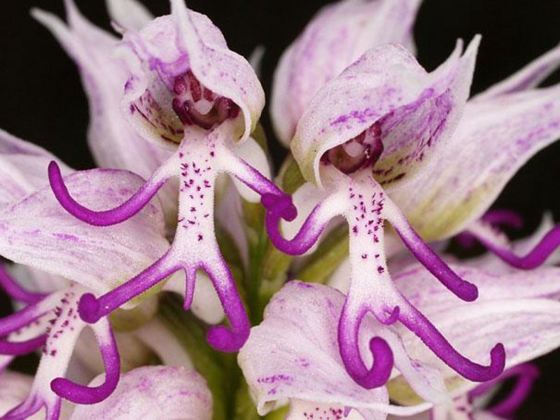 Орхидея "Голый человек" - Naked Man Orchid (Orchis Italica)