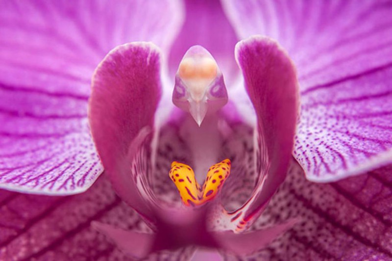 Орхидея мотылек - Moth Orchid (Phalaenopsis)