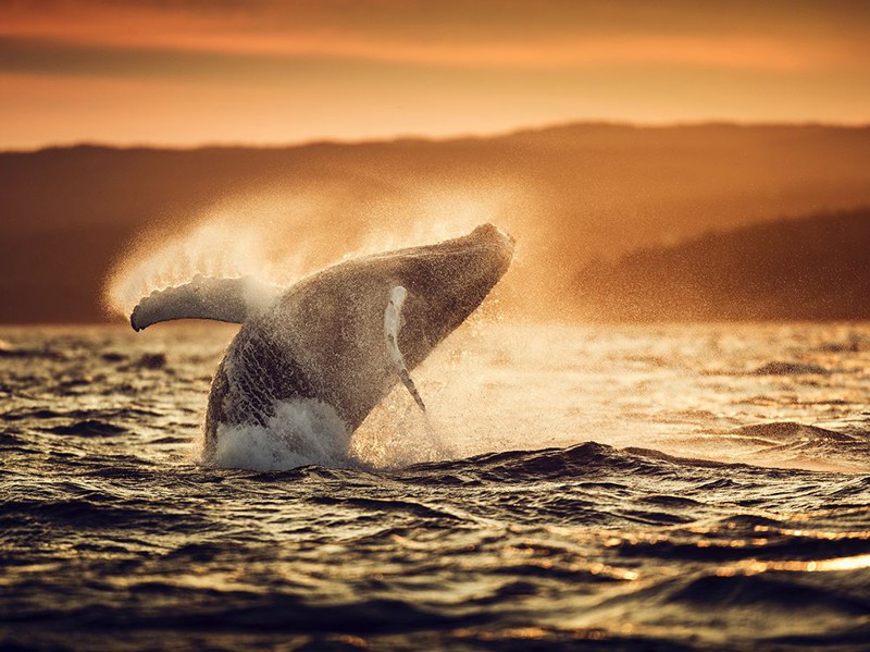 Горбатый кит. Из всех китов это самый игривый и легконравный, всегда окружённый весёлыми брызгами и белой пеной. 