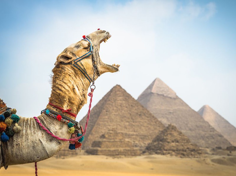 Сонный верблюд, Египет.