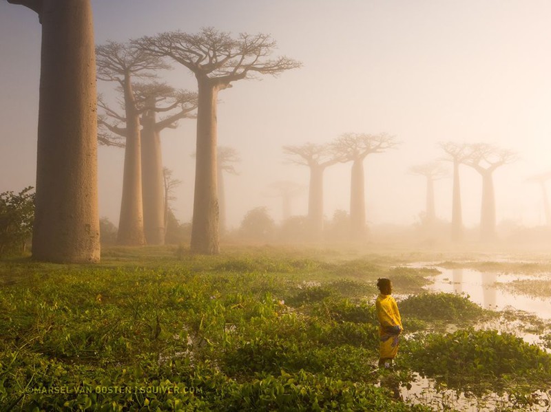 Лес баобабов на Мадагаскаре. Это дерево является важным источником воды — оно может хранить в стволе до 4 000 литров. 