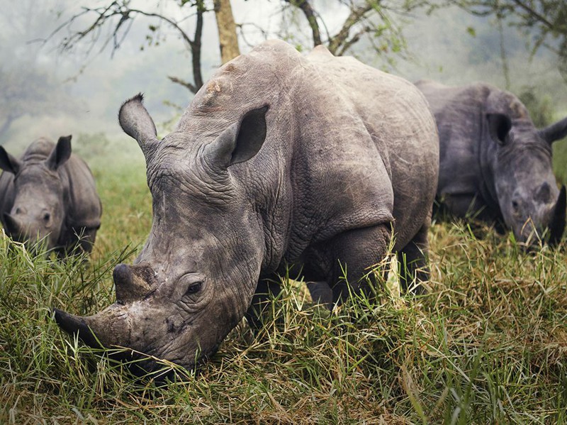 Белые носороги, вторые по величине сухопутные животные на планете после слона.