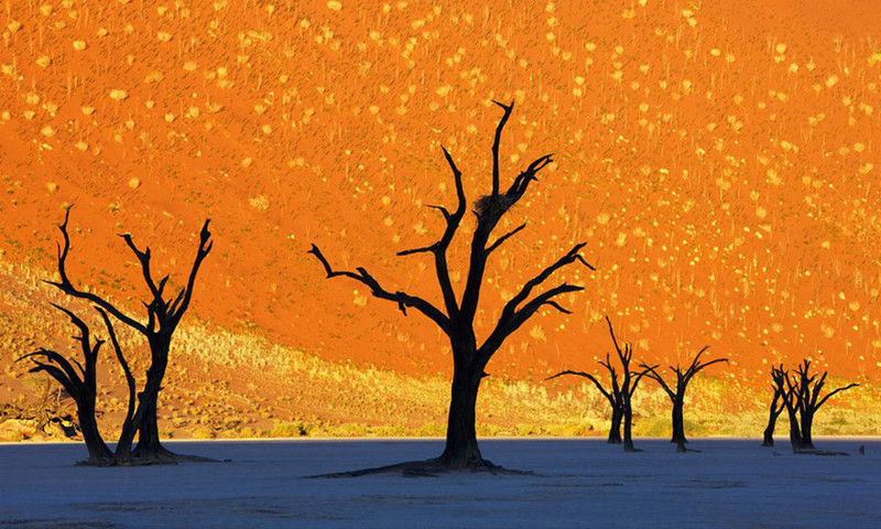 Пустыня смерти. Намибия
