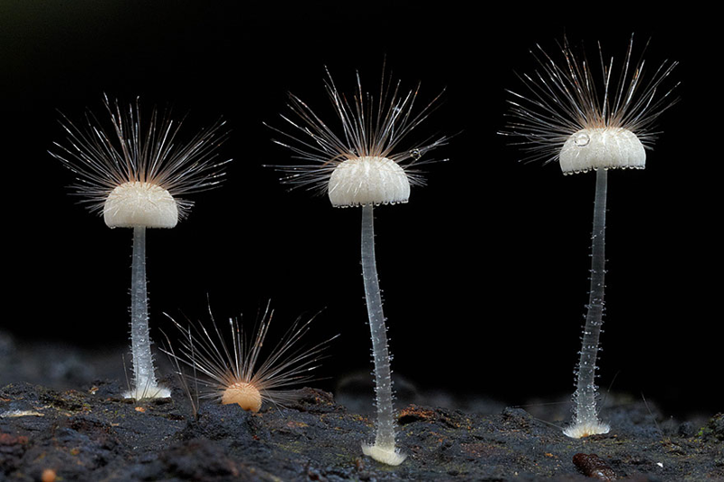 18. Hairy mycena Мицена волосистая.