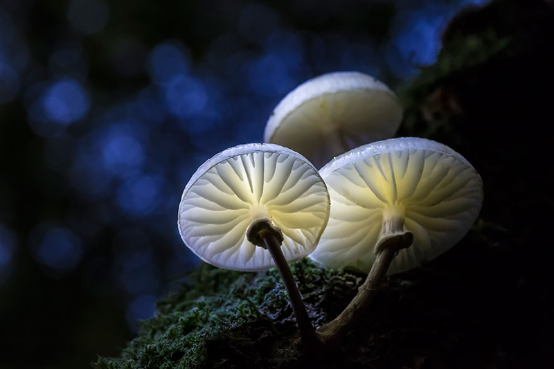 8. Porcelain fungus Удемансиелла слизистая.