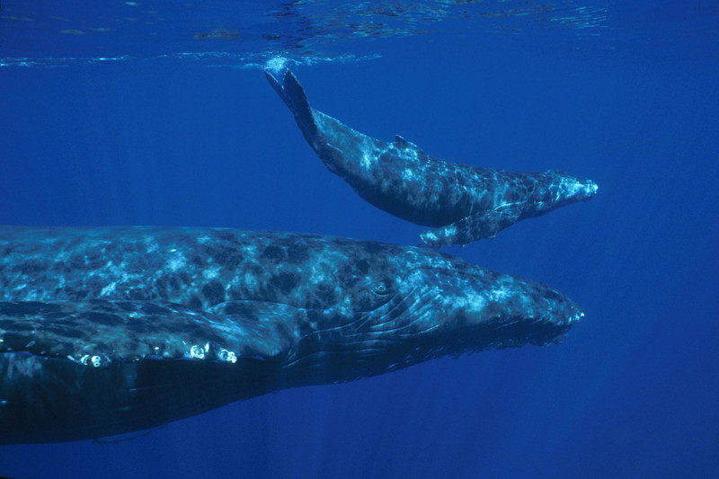 9. Национальное управление океанических и атмосферных исследований США опубликовало потрясающую фотографию горбатого кита с китёнком у Гавайских островов