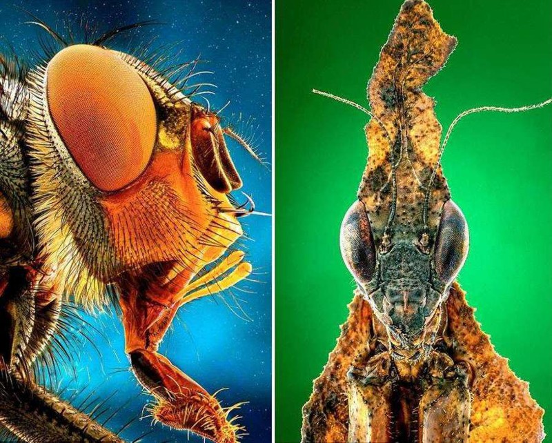 Увеличенные фото насекомых делают их похожими на настоящих монстров