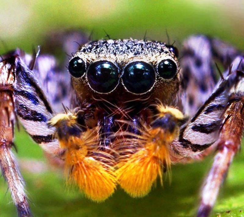 Увеличенные фото насекомых делают их похожими на настоящих монстров