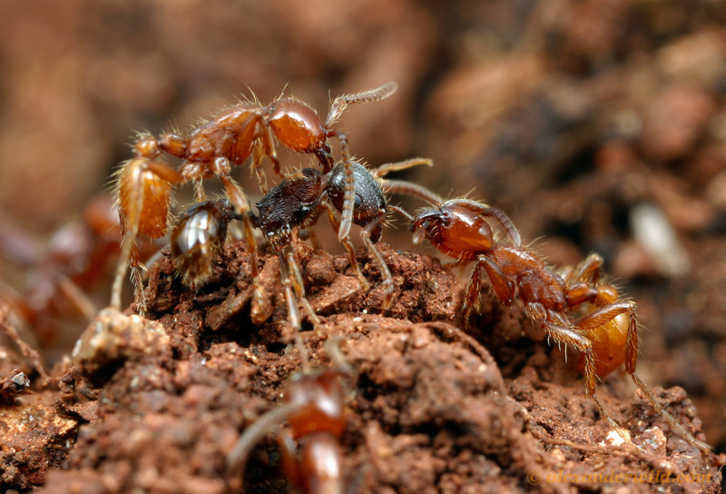 Войны муравьев: жестокость и каннибализм на поле боя