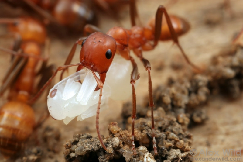 Войны муравьев: жестокость и каннибализм на поле боя