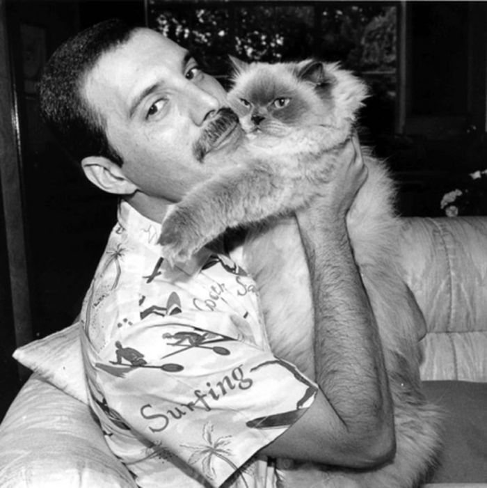 Солист группы «Queen» Фреди Меркури с любимым котом