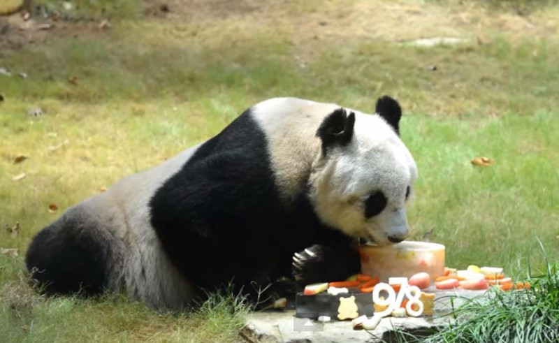 Старейшая панда в мире отпраздновала день рождения