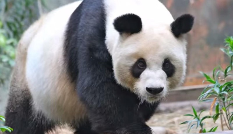Старейшая панда в мире отпраздновала день рождения