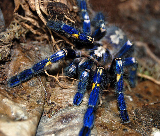 Синий тарантул