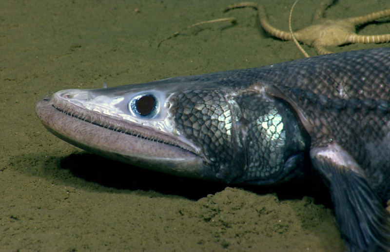 На сегодняшний день рыба Батизаурус считается самым глубоководным морским хищником из всех изученных. Обитает Батизаурус в теплых морях на глубине около 3,5 километров, хотя встречался на глубинах превышающих 5 км. 