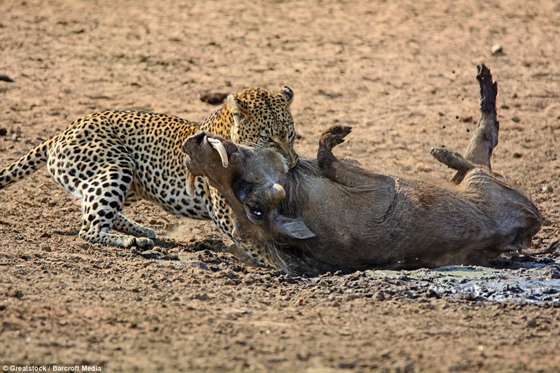 Невероятная опасность сна на территории обитания леопардов